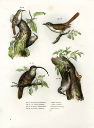 Baumläufer, 1864